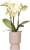 Kolibri Orchids | gele Phalaenopsis orchidee - Mexico + Diabolo pot sand - potmaat Ø9cm | bloeiende kamerplant - vers van de kweker