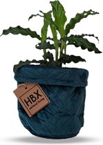 Panier à plantes HBX matelassé pétrole