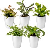 Bol.com vdvelde.com - Mini Varen Plantjes Mix - Inclusief Mini Planten Potjes - 5 stuks - Ø 6 cm Hoogte 8-15 cm aanbieding