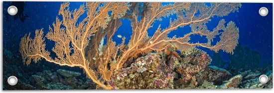 Tuinposter – Oceaan - Zee - Onderwaterleven - Koraal - Duiken - Kleuren - 60x20 cm Foto op Tuinposter (wanddecoratie voor buiten en binnen)