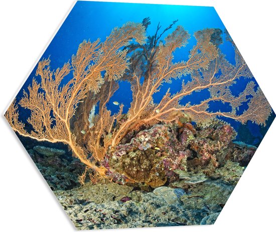 PVC Schuimplaat Hexagon - Oceaan - Zee - Onderwaterleven - Koraal - Duiken - Kleuren - 60x52.2 cm Foto op Hexagon (Met Ophangsysteem)