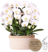 Orchidee – Vlinder orchidee (Phalaenopsis) – Hoogte: 12 cm – van Botanicly