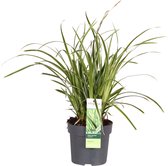 Grassen en bodembedekkers – Japanse zegge (Carex morrowii Ice Dance) – Hoogte: 30 cm – van Botanicly