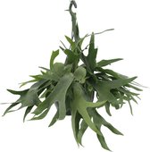 Varen – Hertshoornvaren (Platycerium) met bloempot – Hoogte: 50 cm – van Botanicly