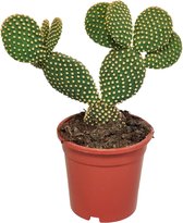 Cactus – Schijfcactus (Opuntia microdasys) – Hoogte: 40 cm – van Botanicly