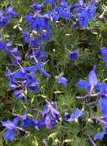 6 x Delphinium 'Völkerfrieden' - Ridderpsoor in pot 9 x 9 cm