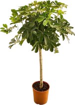 Trendyplants - Schefflera op stam - Vingersboom - Kamerplant - Hoogte 120-140 cm - Potmaat Ø24cm
