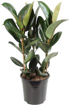 Trendyplants - Ficus Elastica Robusta struik - Rubberboom - Kamerplant - Hoogte 75-95 cm - Potmaat Ø27cm