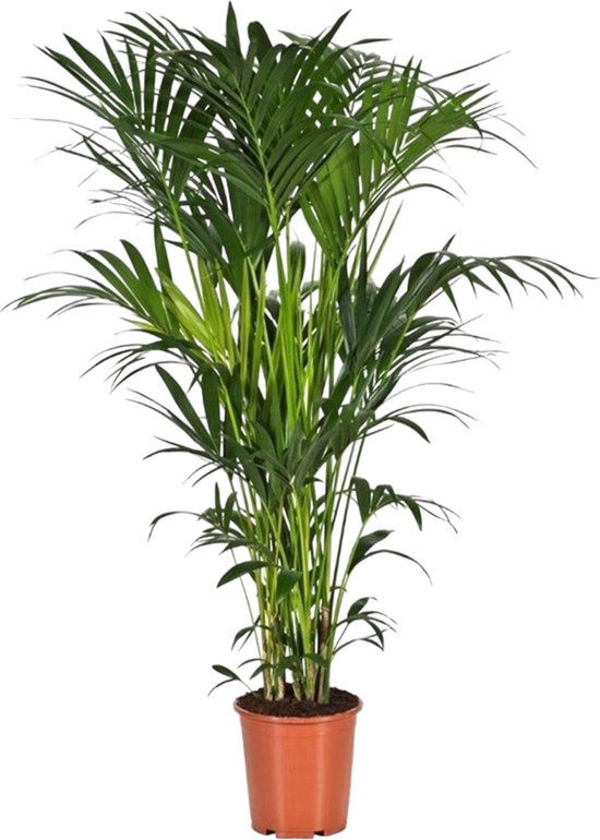 Trendyplants - Kentia palm - Howea Forsteriana - Kamerplant - Hoogte 170-190 cm - Potmaat Ø24cm