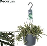 Goed & Groen - Rhipsalis baccifera horrida - ↨ 30cm - Potmaat 17 - Exclusieve Kwaliteit Planten - Kamer Plant - Kamerplanten - Sfeer - Interieur