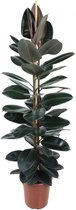 Goed & Groen - Ficus Elastica Abidjan - Rubberboom - XL -↨ 170cm - Potmaat 27 - Exclusieve Kwaliteit Planten - Kamer Plant - Kamerplanten - Sfeer - Interieur