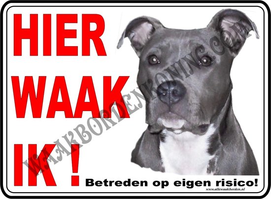 American Staffordshire Bull Terrier 105a....15x20cm...Ici je regarde !