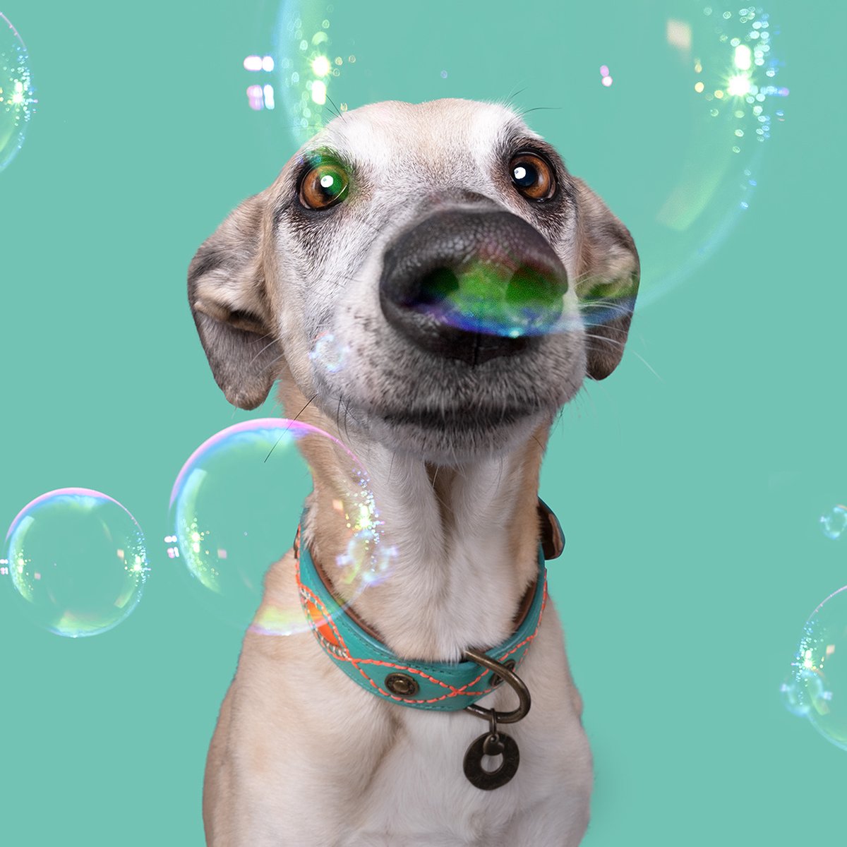 DWAM Dog with a Mission Halsband Hond – Hondenhalsband – Turquoise – M – Leer – Halsomvang tussen 32-39 x 2,5 cm – Janis - DWAM Dog with a Mission