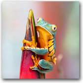 Dibond 80 x 80 cm Animal Photography.