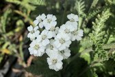 6 x Achillea millefolium 'Schneetaler' - Duizendblad - P9 Pot (9 x 9cm) - Dima Vaste Planten