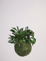 Onderhoudsvrije Kokedama - moskleur: Moss Green - afm. 18 cm - klimop