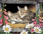 Hobbycave® Diamond Painting Volwassenen En Kinderen - 30x40 - Volledig Pakket - Vierkante Steentjes - Kittens
