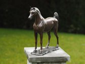 Statue de jardin - statue en bronze - cheval arabe - Bronzartes - hauteur 30 cm