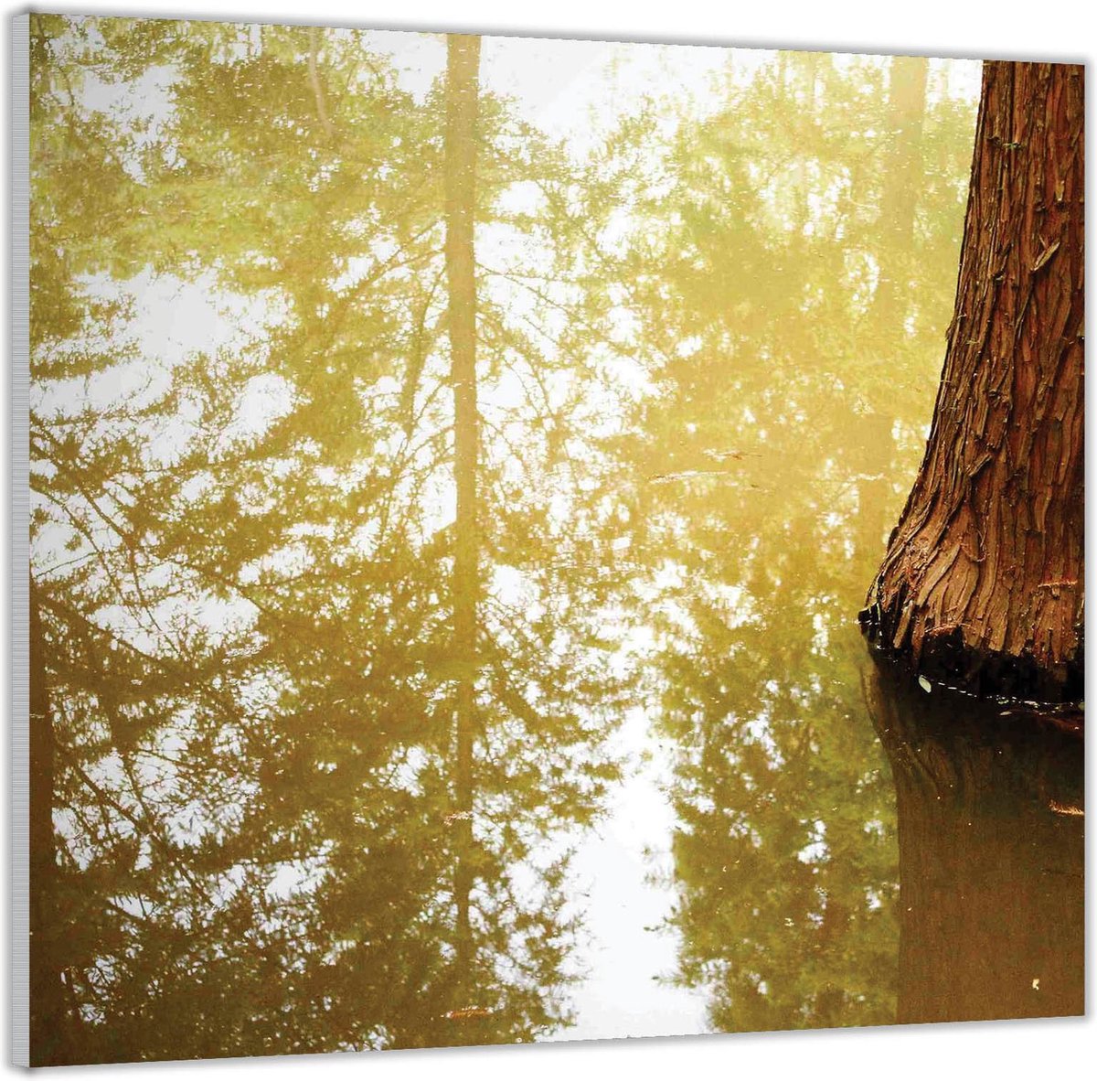 Acrylglas –Boomstam in het Water– 50x50 (Wanddecoratie op Acrylglas)