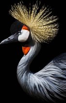 Kraanvogel op Geborsteld Aluminium - WallCatcher | Staand 60 x 90 cm | Crowned Crane