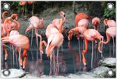 Tuinposter –Roze Flamingo's in Water– 40x30 Foto op Tuinposter (wanddecoratie voor buiten en binnen)