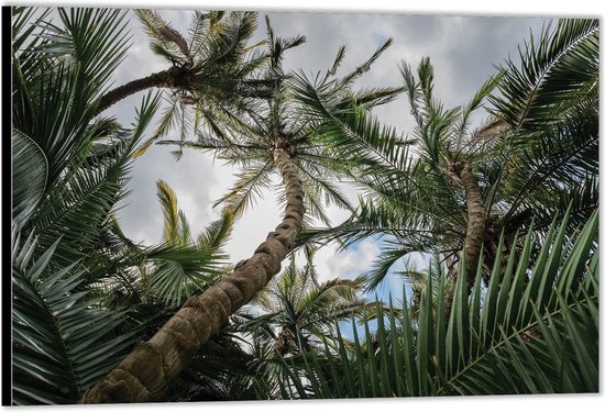 Dibond –Palmbomen met Blauwe Lucht– 60x40 Foto op Aluminium (Wanddecoratie van metaal)