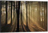 Dibond –Zonnestralen tussen de Bomen in het Bos– 40x30 Foto op Aluminium (Met Ophangsysteem)