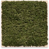 Mosschilderij 60cm x 60cm - rendiermos kleur: Moss Green - lijst: blank hout