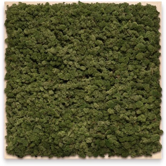 Mosschilderij 60cm x 60cm - rendiermos kleur: Moss Green - lijst: blank hout