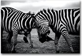 Dibond 80 x 120 cm Animal Photography.