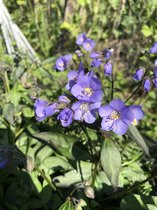 6 x Polemonium 'Heaven Scent' - Jacobsladder - P9 Pot (9 x 9cm) - Dima Vaste Planten