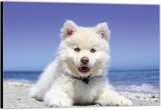 Dibond –Witte hond aan Strand -90x60 Foto op Aluminium (Wanddecoratie van metaal)