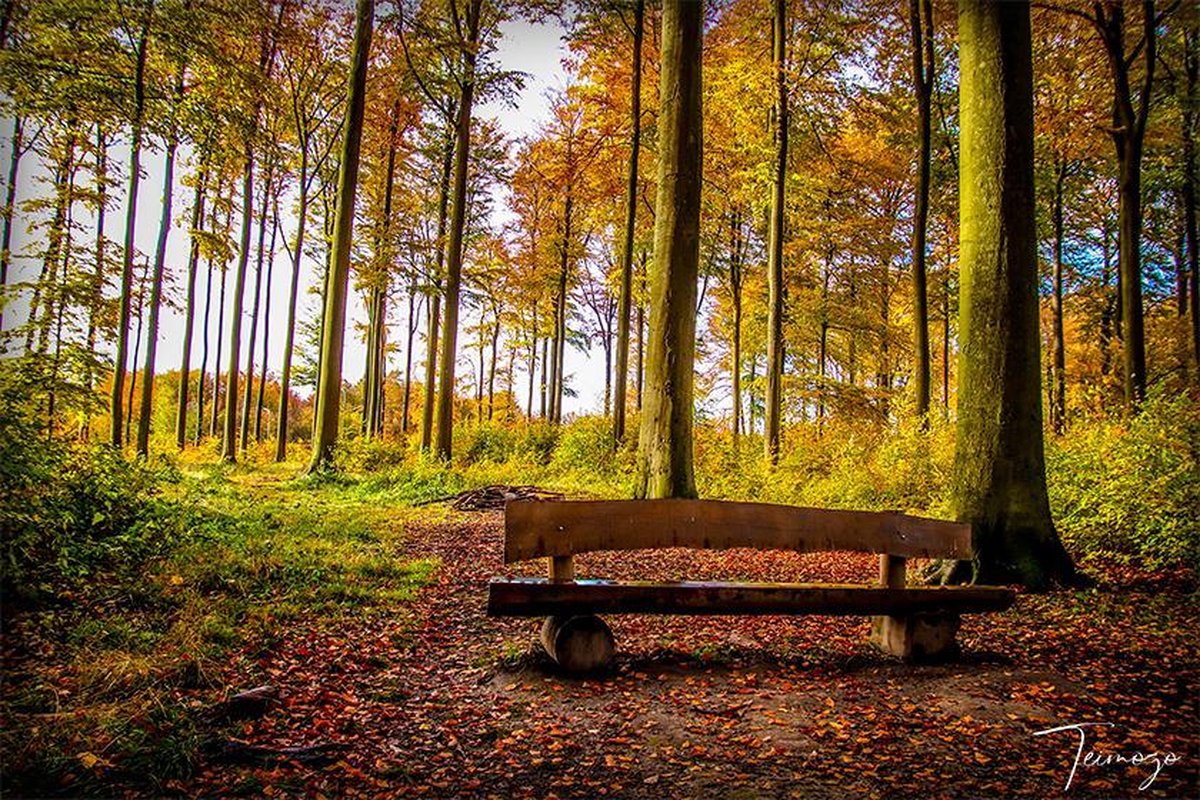 Teimozo | Wanddecoratie | "Het Zoniënwoud" | Bos | Herfst | Natuur | Natuur | Brussel | Bomen | Alu Di-Bond | Metaal | Aluminium | 80 x 60 cm