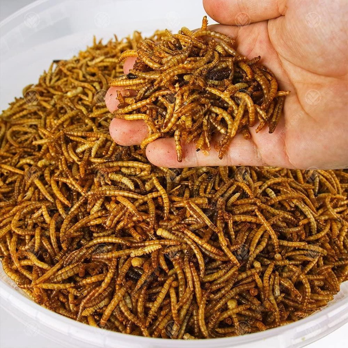 Gedroogde Meelwormen - 200 gram - AR Molitor
