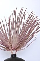 Droogbloemen | Palmblad | Gedroogd | Milka | 60 cm