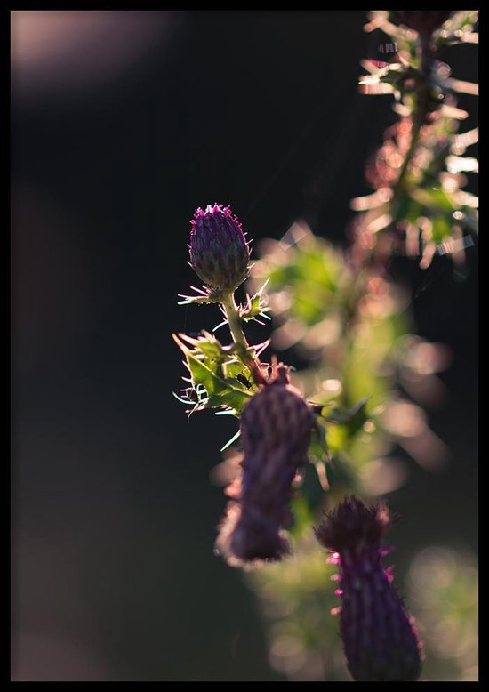 Poster Akkerdistels- 30x40cm met Fotolijst – Natuur Poster – Ingelijst