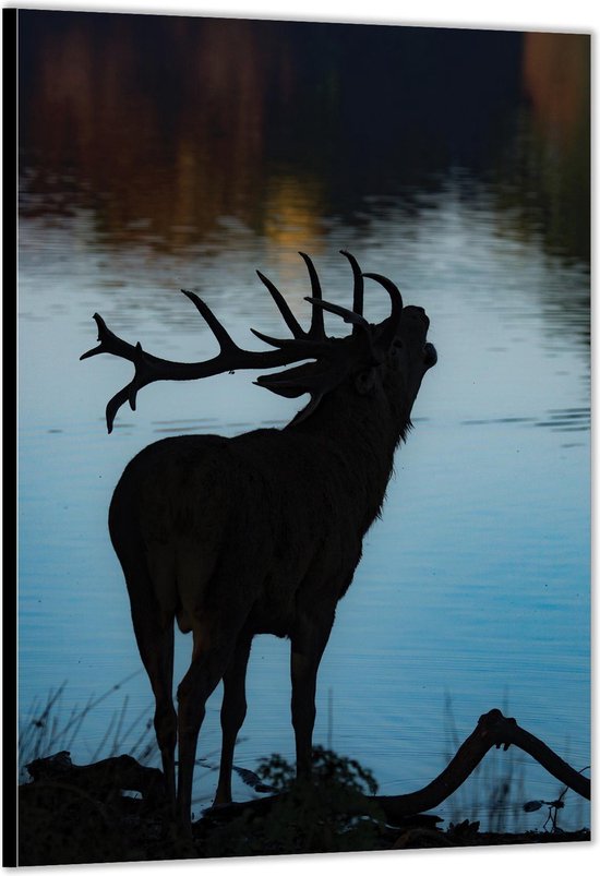 Dibond –Eland voor het Water – 40x60cm Foto op Aluminium (Met Ophangsysteem)