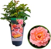 Rosa 'Augusta Loise'  - Grootbloemige roos op pot - Roze Oranje - ↑ 35-40cm - Ø 17cm