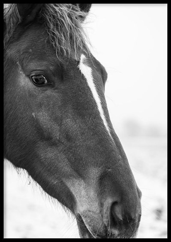 Poster Horse (zwart-wit) - 30x40cm met Fotolijst – Natuur Poster – Ingelijst