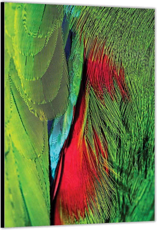 Dibond –Papegaaiveren in het Blauw/Groen/Rood– 80x120cm Foto op Aluminium (Met Ophangsysteem)