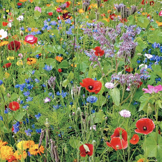 Kwelling Controverse voordelig 200 Gram Bloemenzaden Wildflower Mix| Zaadjes Bloemen | Planten Tuin |  Wilde bloemen... | bol.com