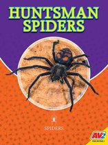 Spiders- Huntsman Spiders