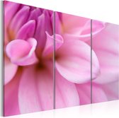 Schilderijen Op Canvas - Schilderij - Roze dahlia 90x60 - Artgeist Schilderij