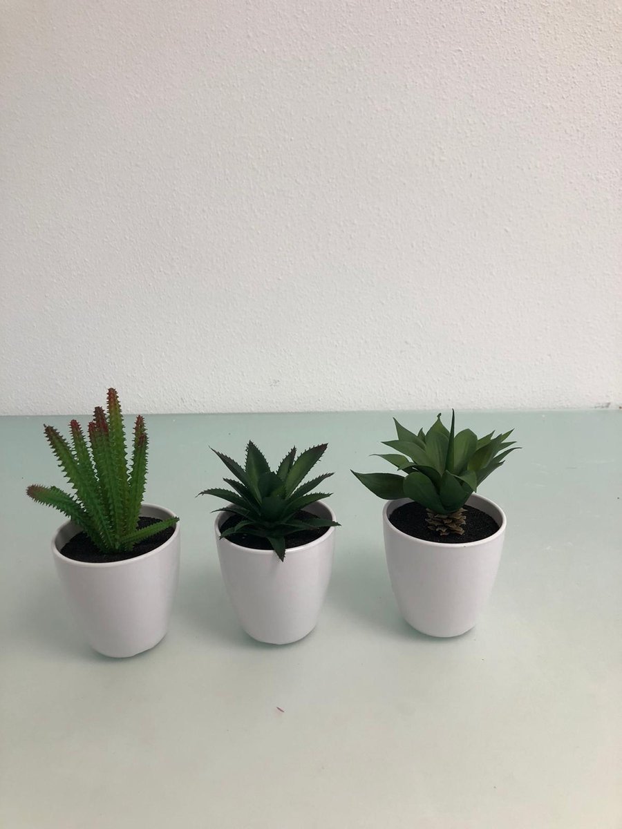 3 Kleine Nep Plantjes In Een Witte Pot Bol