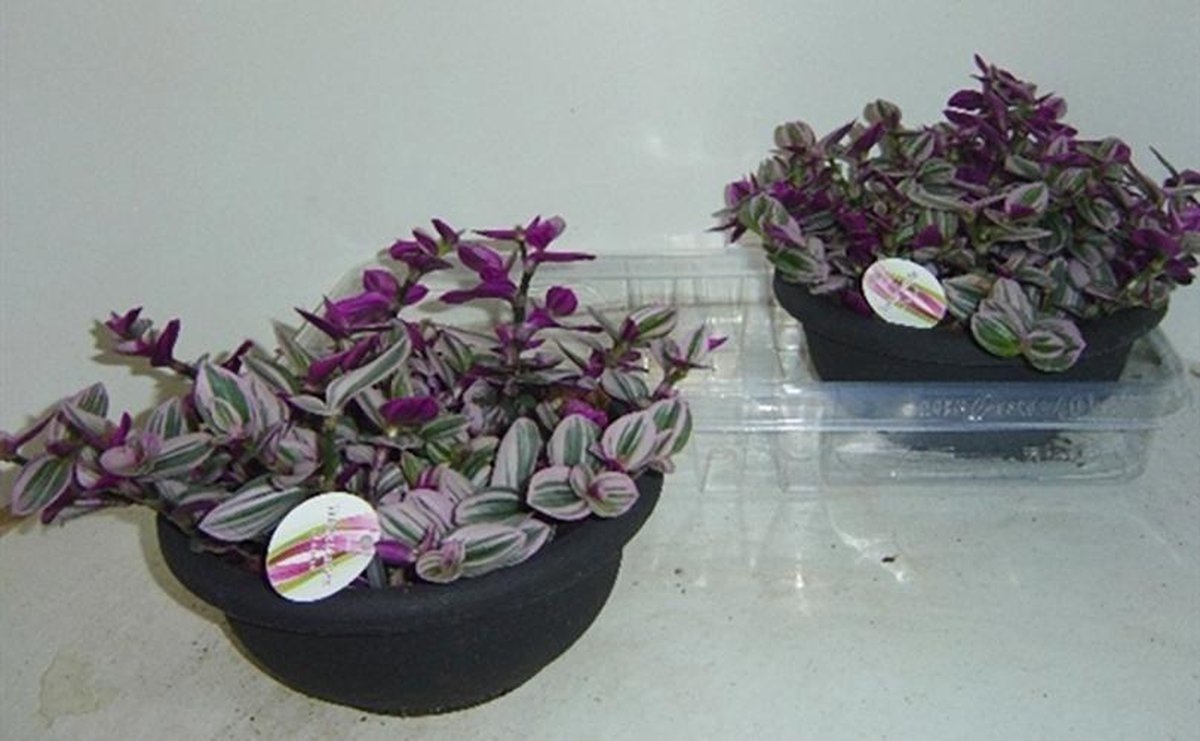 Традесканция albiflora Nanouk