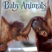 Baby Animals Kalender 2021