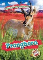 Pronghorn