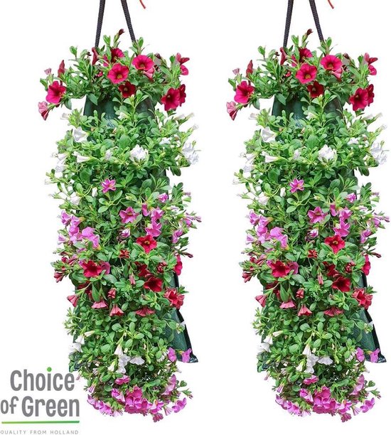 Choice of Green - Wandhanger Zomerbloeiers Calibrachoa petunia roze/paars -  set van 2... | bol.com