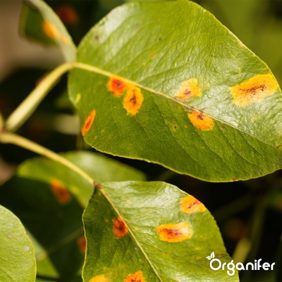 Leaf Diseases Bladziekten Concentraat (250ml, 250m2) - Bladziekten en bladvlekkenziekte – Meeldauw – Meeldauw, roest, bladvlekken, sterroetdauw en gras-schimmel – Organifer