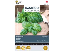 Basilico a foglia di lattuga